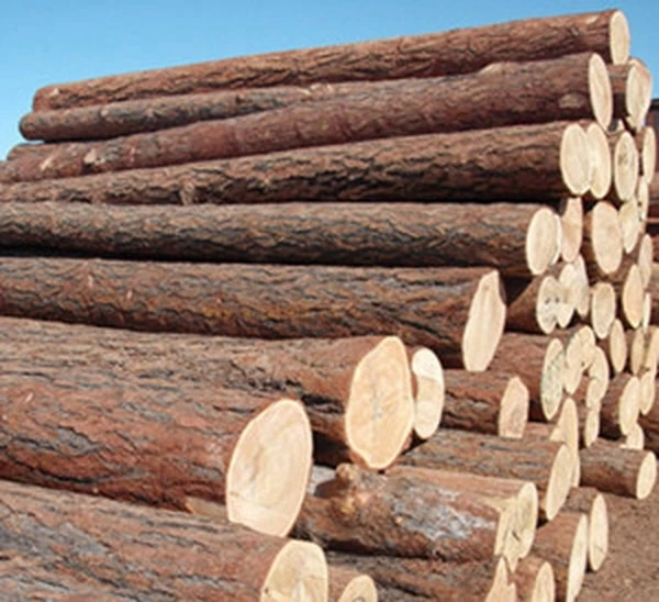 Poplar
